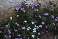 Catharanthus roseus roseus