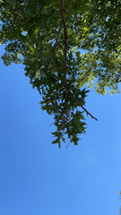 Quercus palustris
