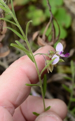 Polygala affinis