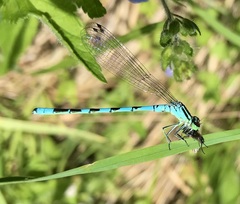 Coenagrion hastulatum