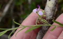 Polygala affinis