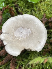 Clitopilus