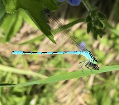 Coenagrion hastulatum