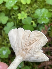 Clitopilus