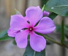 Catharanthus roseus roseus