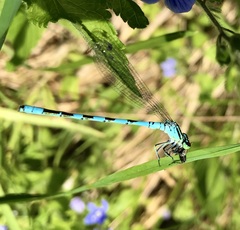 Coenagrion hastulatum
