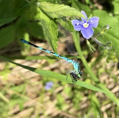 Coenagrion hastulatum