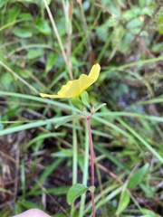 Ludwigia maritima
