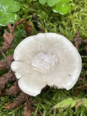 Clitopilus