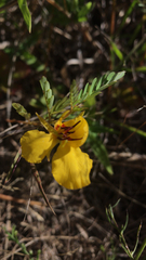 Chamaecrista fasciculata
