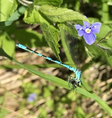 Coenagrion hastulatum