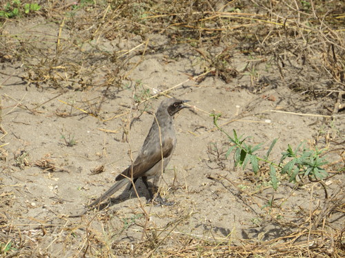 Ashy Starling (Lamprotornis unicolor), photo 7