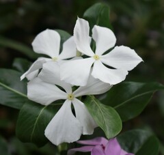 Catharanthus roseus roseus