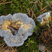 Hydnellum caeruleum - Photo (c) Kari Pihlaviita,  זכויות יוצרים חלקיות (CC BY-NC)