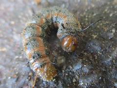 Anisota virginiensis