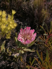 Protea compacta