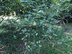 Ptelea trifoliata
