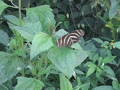Heliconius charithonia