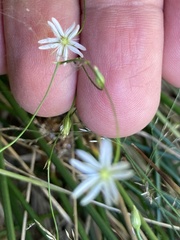 Stellaria graminea