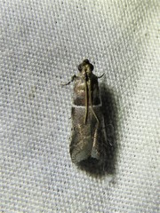 Quasisalebria atratella