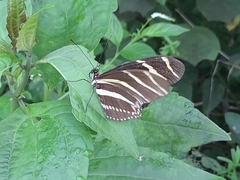 Heliconius charithonia