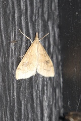 Udea profundalis