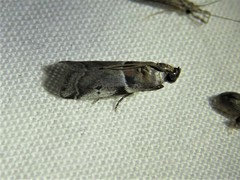 Quasisalebria atratella