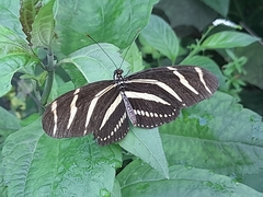 Heliconius charithonia