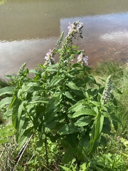 Teucrium canadense