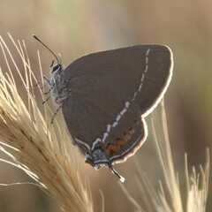 Satyrium spini