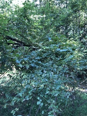 Ptelea trifoliata