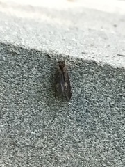 Trichoptera