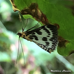 Anania hortulata