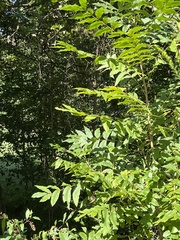 Sorbus americana