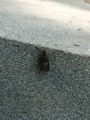 Trichoptera