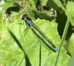 Erythromma najas
