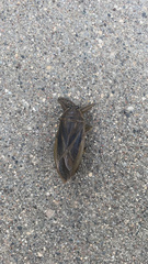 Lethocerus americanus