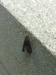 Trichoptera