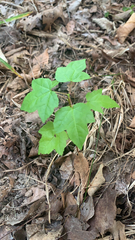 Liquidambar styraciflua