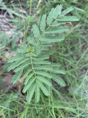 Desmanthus illinoensis