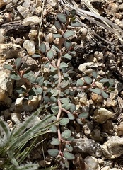 Euphorbia micromera