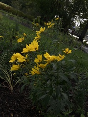 Coreopsis tripteris