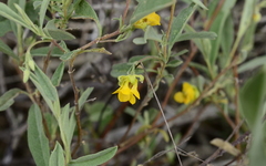 Hermannia lavandulifolia