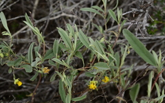 Hermannia lavandulifolia