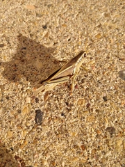 Melanoplus bivittatus