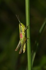 Euthystira brachyptera