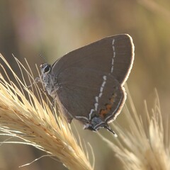 Satyrium spini