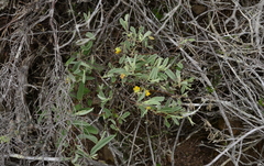 Hermannia lavandulifolia