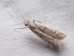 Blastobasis glandulella