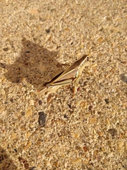 Melanoplus bivittatus